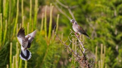 Güvercinlerin soyu her geçen gün tükeniyor