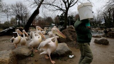 Balığın kokusunu duyan bakıcının peşine takıldı
