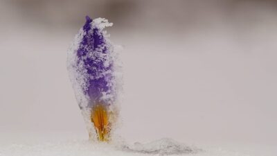 Bu çiçeği koparmanın cezası 80 bin lira