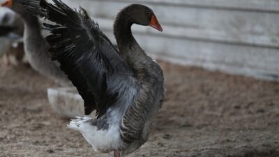 Bursa’da sokak köpekleri dehşet saçtı