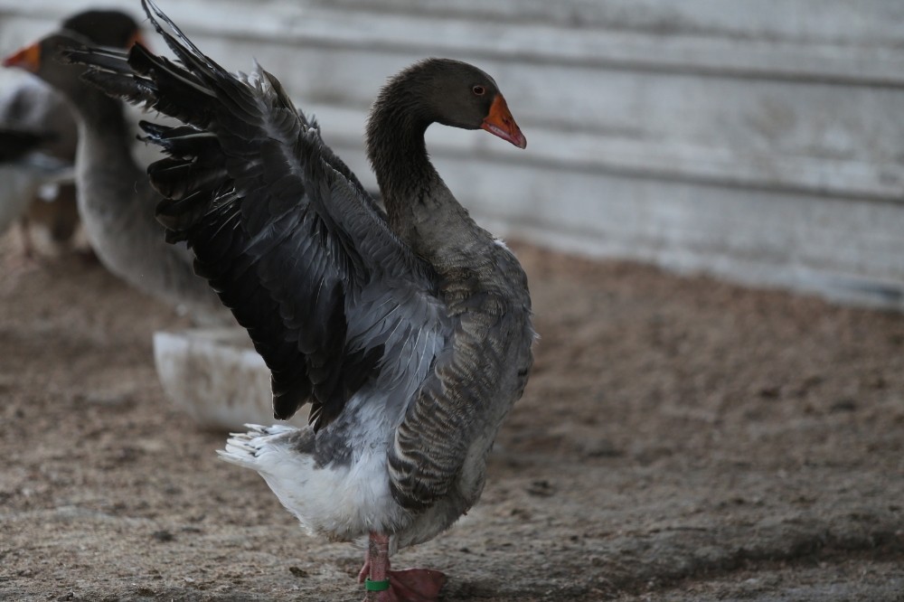 Bursa’da sokak köpekleri dehşet saçtı