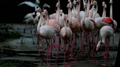 Flamingo ailesine 12 yeni üye