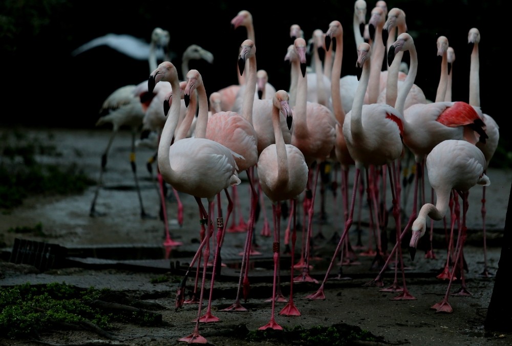 Flamingo ailesine 12 yeni üye