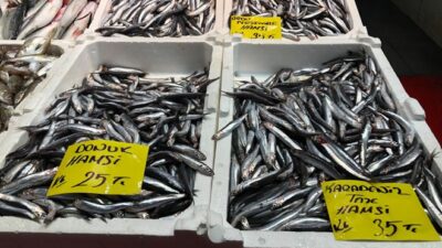 Hamsi yasağının kalkmasıyla tezgahlarda bolluk yaşanıyor