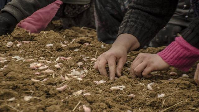 Kuraklık korkuttu! ‘Beyaz altın’ın ekimi erken başladı