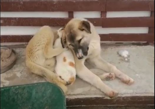 Bursa’da insanın içini ısıtan görüntüler