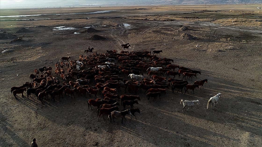 Fotoğraf tutkunlarının yeni gözdesi: Yılkı atlarıyla ünlü ‘Hürmetçi Sazlığı’