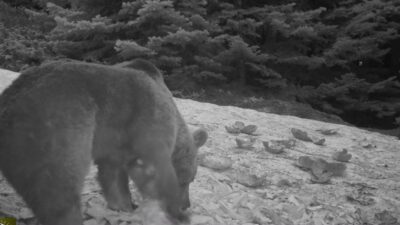 Uludağ’da kış aylarında ayıların karpuz keyfi