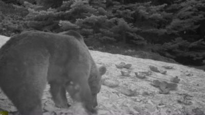 Uludağ’da kış aylarında ayıların karpuz keyfi