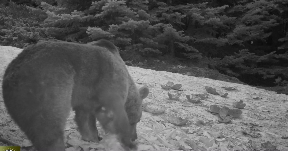 Uludağ’da kış aylarında ayıların karpuz keyfi