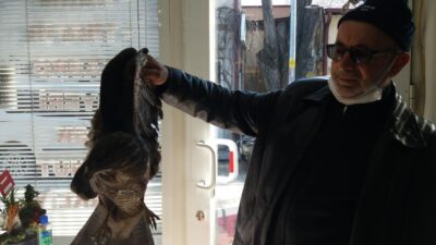 Bursa’da yaralı atmacayı çiftçi kurtardı