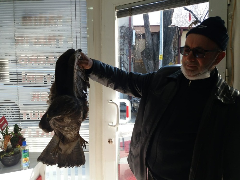 Bursa’da yaralı atmacayı çiftçi kurtardı