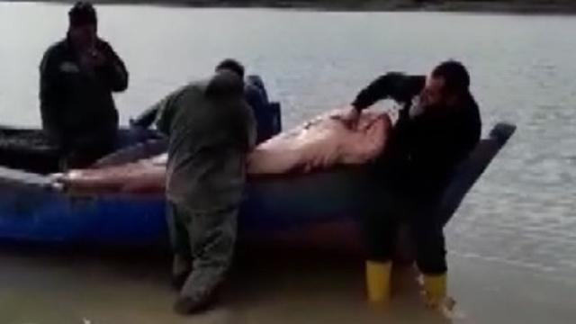 Balıkçıların ağına takıldı! Tam 2,5 metre… Balıkçıların ağına takıldı! Tam 2,5 metre…