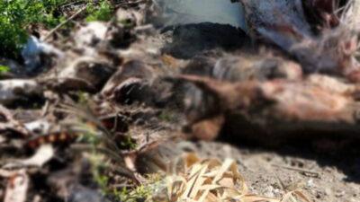 Korkunç görüntüler! ‘Geceleri kokudan boğulacak gibi uyanıyorum’