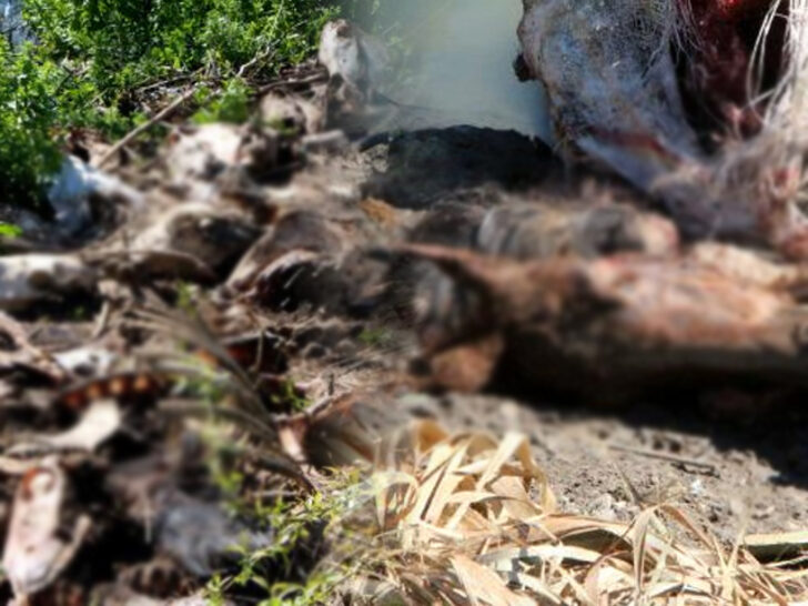 Korkunç görüntüler! ‘Geceleri kokudan boğulacak gibi uyanıyorum’ Korkunç görüntüler! ‘Geceleri kokudan boğulacak gibi uyanıyorum’