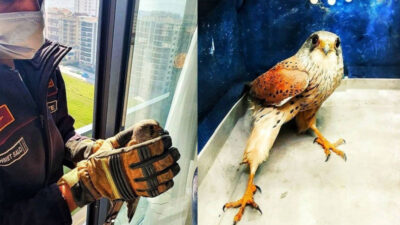 Bursa’da pencereye sıkışan doğanı itfaiye kurtardı