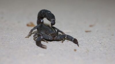 Zehirinde 150 protein var! Litresi 10 milyon dolar!