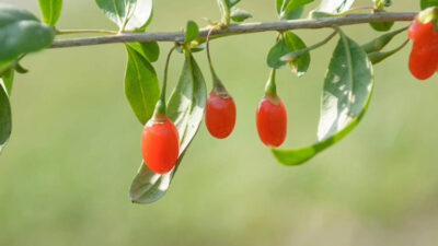 Karaciğer yağlanmasını söküp atıyor!