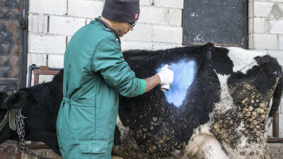 İneğin karnından çıktı! Gözlerine inanamadılar