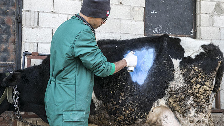 İneğin karnından çıktı! Gözlerine inanamadılar