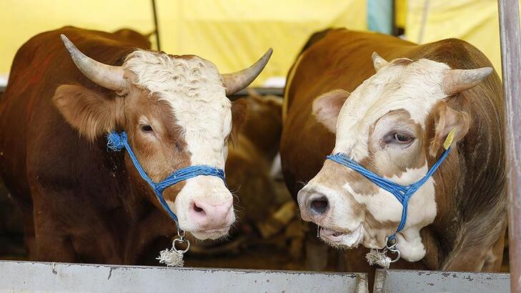Canlı hayvan ve hayvansal ürün fiyatları arttı Canlı hayvan ve hayvansal ürün fiyatları arttı