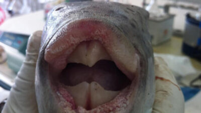 Zehri anında öldürüyor! Bir ülkenin gözü Türkiye’de!