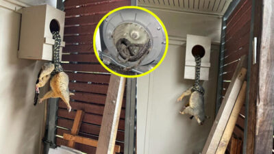 Kanınız çekilecek! Şok anlar…