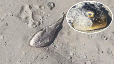 Şeytan gözlü canavar!