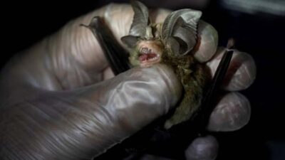 Bombayı patlattı… İşte koronavirüsün kaynağı!