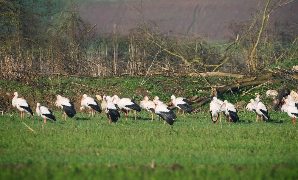 7 bin kilometre uçtu, 11 ülkeyi geçti 7 bin kilometre uçtu, 11 ülkeyi geçti