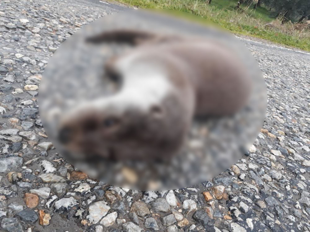 Nesli tehlike altında! Bursa’da ölü bulundu