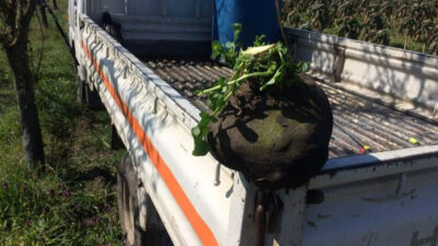 Yer: Bursa… Görenler şaşırıyor! Tam 6,5 kilo…