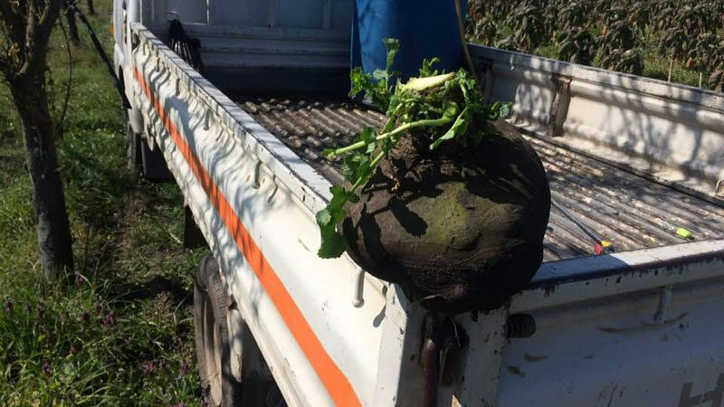 Yer: Bursa… Görenler şaşırıyor! Tam 6,5 kilo… Bursa'nın İznik ilçesinde bir çiftçinin tarlasında yetiştirdiği 6,5 kiloluk turp