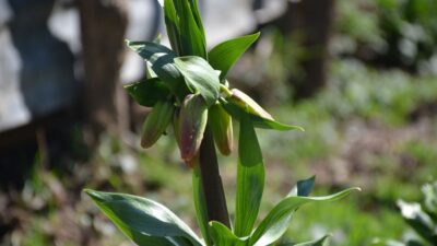 Cezası bir otomobil parası!