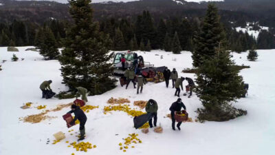 Uludağ Milli Parkı’nda yaban hayvanlarına yem bırakıldı