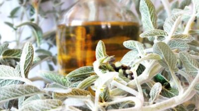 Bu bitki koronavirüsü ciğerlere inmeden yok ediyor!