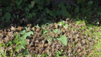 Binlerce arı telef oldu