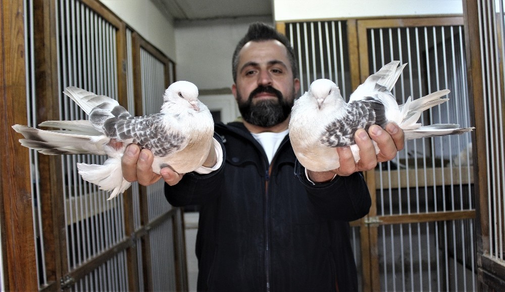 Bu kuşların fiyatı 100 bin TL!