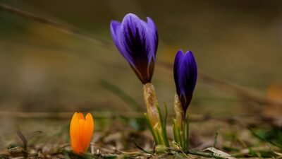 Bursa’da baharın müjdecisi kardelenler çiçek açtı