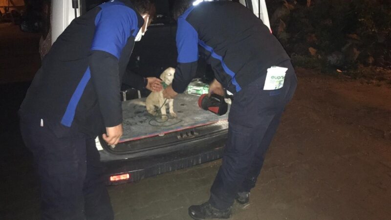 Bursa’da vahşet…Boynuna ip dolayıp surlarda ölüme terk ettiler Bursa’da boynundan çamaşır ipiyle binlerce yıllık surlara bağlanan yavru köpek,