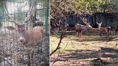 Hayvanat bahçesinden geyik kaçırıp yemişler