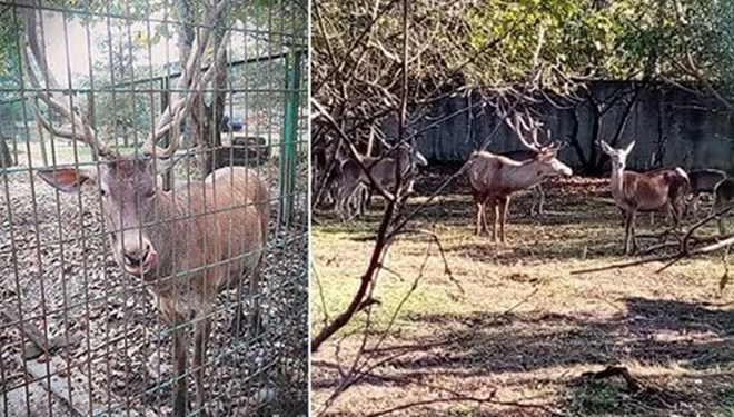 Hayvanat bahçesinden geyik kaçırıp yemişler