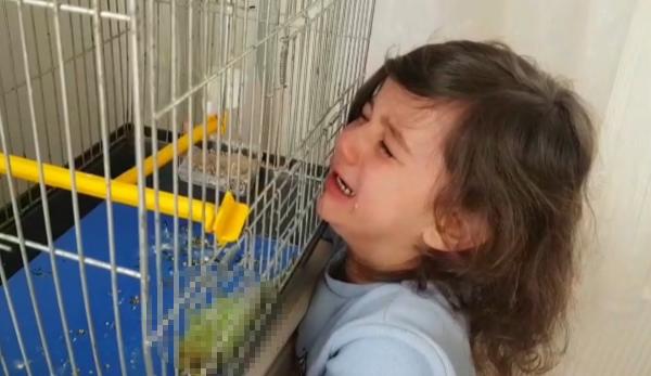 Bursa’da muhabbet kuşu ölen minik Defne’yi teselli etmek mümkün olmadı