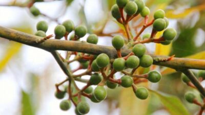 1 su bardağı suyun içerisine yaklaşık 5 gram…