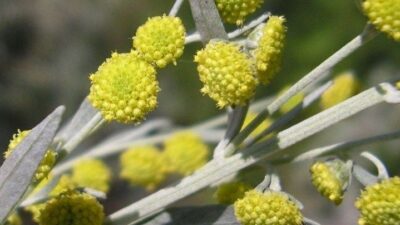 Bilinmeyen özelliği vücuda sürüldüğünde…