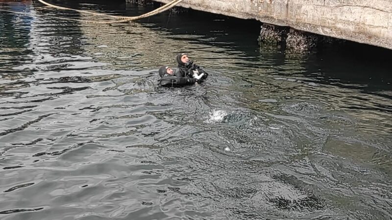 Bursa’da denizde mahsur kalan kediye nefes kesen operasyon Bursa’nın Gemlik ilçesinde denizde mahsur kalan bir kedi, boğulmak üzereyken