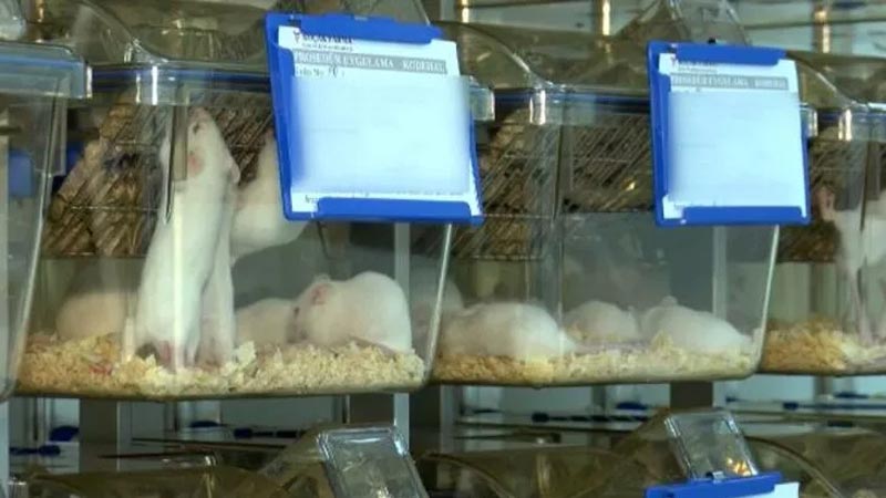 Varyant virüste korkutan detay! ‘İmkansız hale gelebilir’