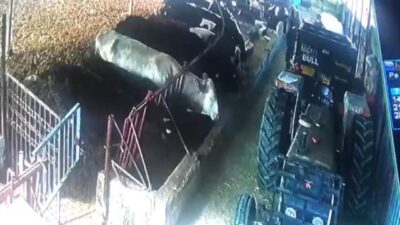 Ahırda panik anları! Demirleri söktüler