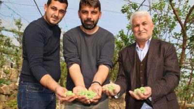 Yere dökülüyordu… Şimdi kilosu 100 TL’den satılıyor…