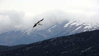 Binlerce kilometre uzaktan gelen leylekler kuluçkaya yattı